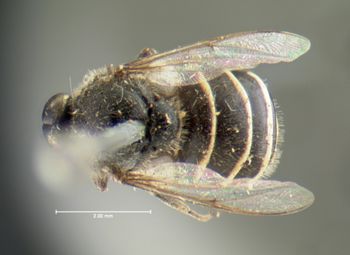 Media type: image;   Entomology 1072 Aspect: habitus dorsal view